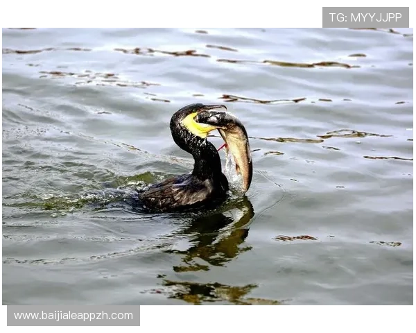 在PA捕鱼乐园中密封挑战不同难度级别的捕鱼任务体验刺激无限的捕鱼刺激